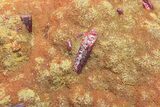 Orpiment With Realgar Crystals - Peru #220845-1